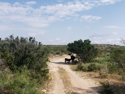 Large West Texas Hunting Ranch for Sale with lodging - image 37