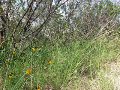 Large West Texas Hunting Ranch for Sale with lodging - image 31