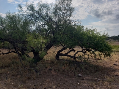 Large West Texas Hunting Ranch for Sale with lodging - image 34