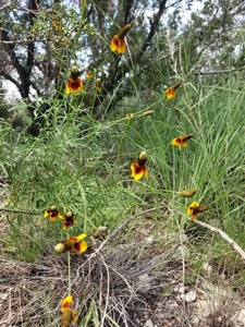 Large West Texas Hunting Ranch for Sale with lodging - image 38