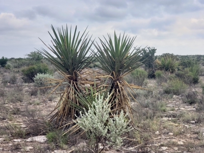 Large West Texas Hunting Ranch for Sale with lodging - image 46