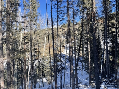 Improved Mountain Land for Auction in Colorado - image 13