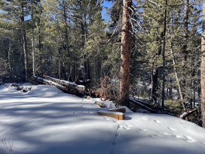 Improved Mountain Land for Auction in Colorado - image 11