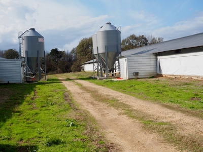 Poultry farm 5 house broiler 40 acres - image 6