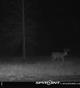 Hunting Land For Sale - image 19