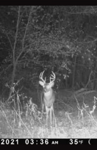 Hunting Land For Sale - image 23