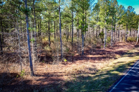Acreage with Mature Pines For Sale - Cabarrus County NC - image 2