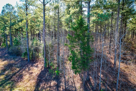 Acreage with Mature Pines For Sale - Cabarrus County NC - image 3