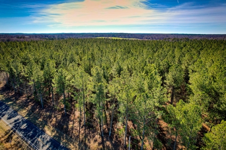 Acreage with Mature Pines For Sale - Cabarrus County NC - image 9