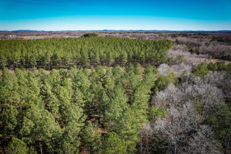 Acreage with Mature Pines For Sale - Cabarrus County NC - image 6