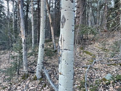 Land Auction in Colorado - image 11