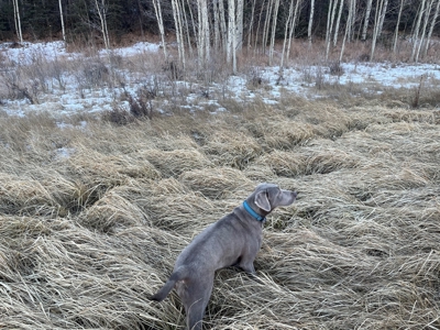 Land Auction in Colorado - image 4