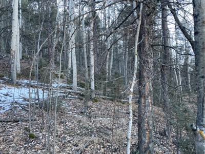 Land Auction in Colorado - image 10