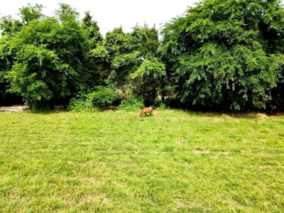Organic egg farm and home for sale near Munfordville, Ky - image 4