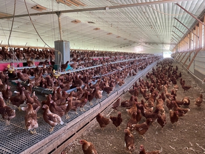 Organic egg farm and home for sale near Munfordville, Ky - image 30