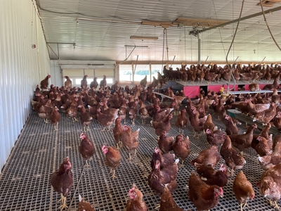 Organic egg farm and home for sale near Munfordville, Ky - image 31