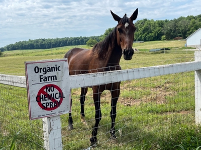 Organic egg farm and home for sale near Munfordville, Ky - image 39