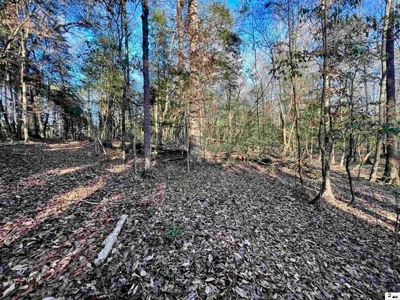 40 Acres Land for Sale Quitman LA - image 5