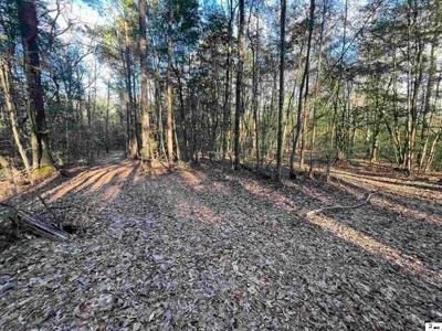 40 Acres Land for Sale Quitman LA - image 6