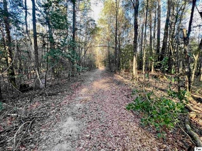 40 Acres Land for Sale Quitman LA - image 3