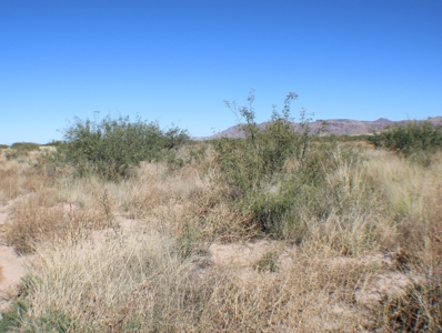 This 40 acre land/lot is ideal for off gridders - image 13