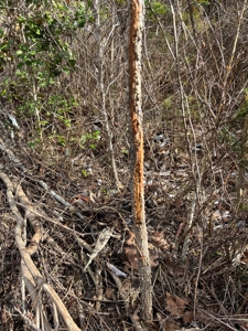 Trio Farm Hunting Tract - image 48