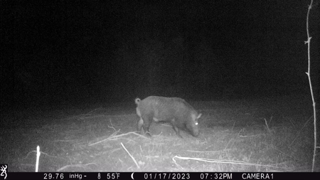 Trio Farm Hunting Tract - image 37