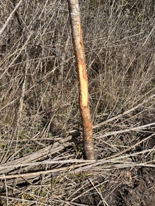 Trio Farm Hunting Tract - image 47