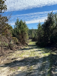 Trio Farm Hunting Tract - image 42