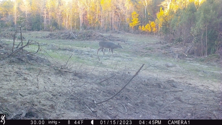 Trio Farm Hunting Tract - image 41