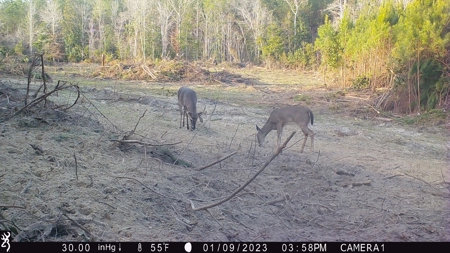 Trio Farm Hunting Tract - image 45
