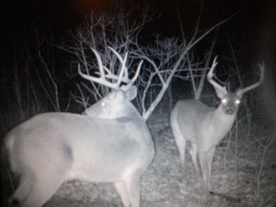 Home And Live Water Bordering National Forest Doniphan, Mo - image 5
