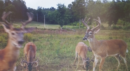 Home And Live Water Bordering National Forest Doniphan, Mo - image 6