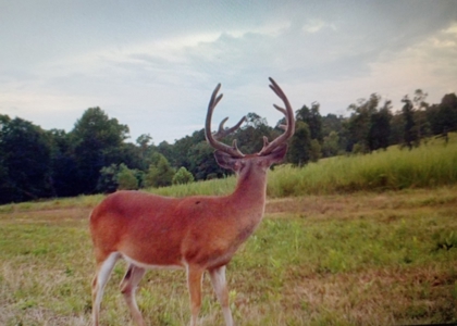 Home And Live Water Bordering National Forest Doniphan, Mo - image 30