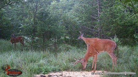 Home With Hunting Land For Sale La Cygne, KS - image 28