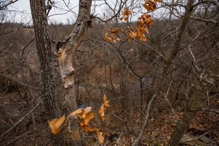 Home With Hunting Land For Sale La Cygne, KS - image 20
