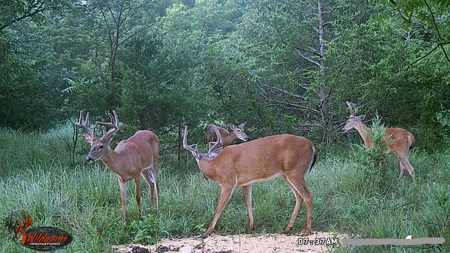 Home With Hunting Land For Sale La Cygne, KS - image 29