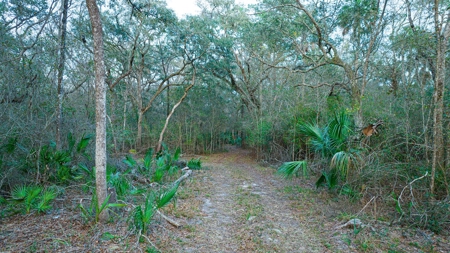 5 Acres On The Suwannee River For Sale! Old Town Florida! - image 13
