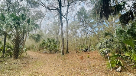 5 Acres On The Suwannee River For Sale! Old Town Florida! - image 5