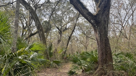 5 Acres On The Suwannee River For Sale! Old Town Florida! - image 9