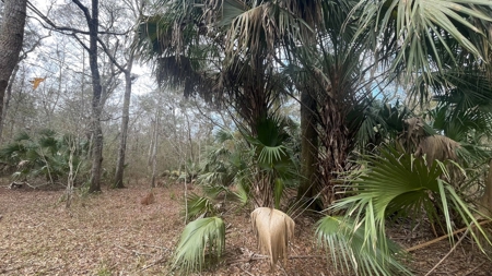 5 Acres On The Suwannee River For Sale! Old Town Florida! - image 7