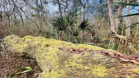 5 Acres On The Suwannee River For Sale! Old Town Florida! - image 4