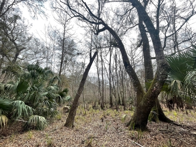 5 Acres On The Suwannee River For Sale! Old Town Florida! - image 6