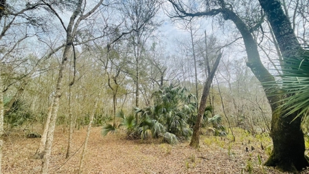 5 Acres On The Suwannee River For Sale! Old Town Florida! - image 10