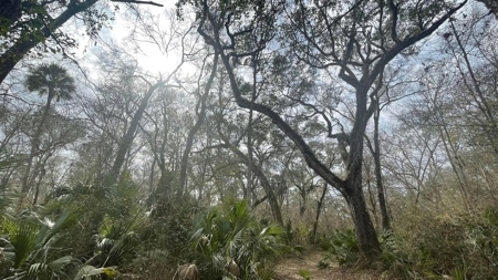 5 Acres On The Suwannee River For Sale! Old Town Florida! - image 11