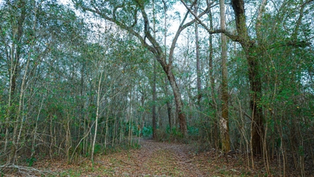 5 Acres On The Suwannee River For Sale! Old Town Florida! - image 12