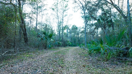 5 Acres On The Suwannee River For Sale! Old Town Florida! - image 14