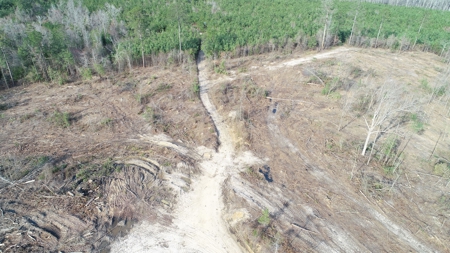 Cleared /Open Woodland in Ouachita County, Arkansas for Sale - image 6
