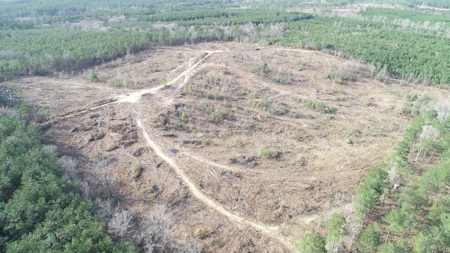 Cleared /Open Woodland in Ouachita County, Arkansas for Sale - image 5