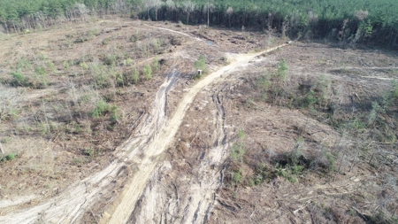Cleared /Open Woodland in Ouachita County, Arkansas for Sale - image 7